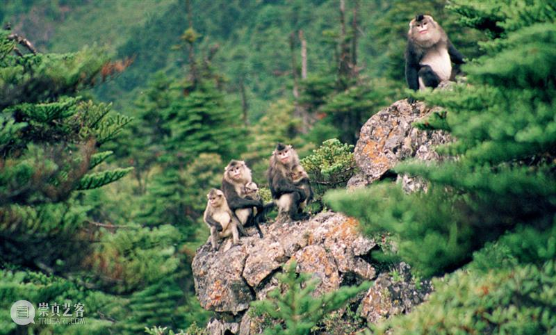 COP15倒计时8天，保护生物多样性，我们需要你的加入 生物 多样性 倒计时 中国 雄心 国家 地理 图书 联合国 环境 崇真艺客