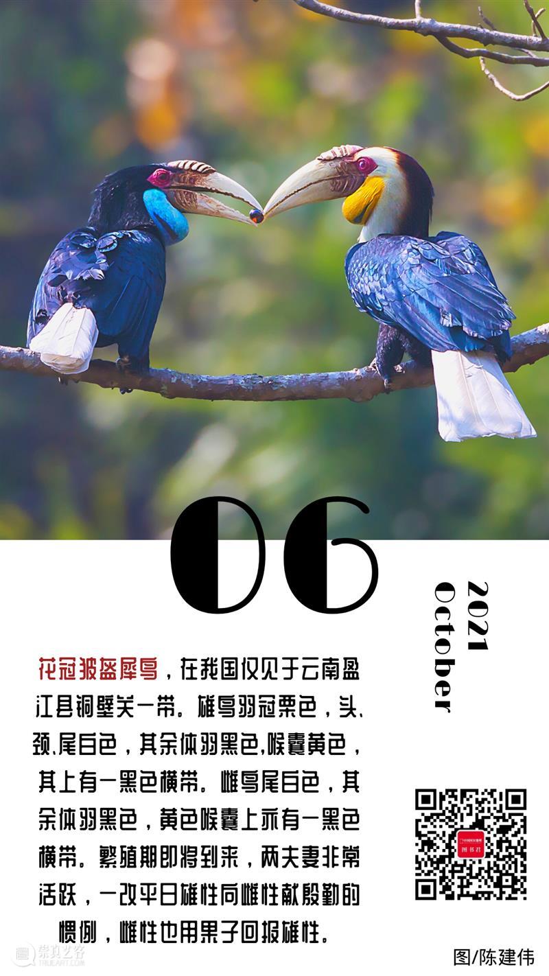 【日签】\n花冠皱盔犀鸟，在我国仅见于云南盈江县铜壁关一带，雄鸟羽冠栗色，头、颈、尾白色，其余体羽黑色,喉囊黄色，其上有一黑色横带。雌鸟尾白色，其余体羽黑色，黄色喉囊上亦有一黑色横带。繁殖期即将到来，两夫妻非常活跃，一改平日雄性向雌性献殷勤的惯例，雌性也用果子回报雄性。 花冠皱盔犀鸟 云南 盈江县 铜壁关 一带 雄鸟 栗色 白色 体羽 黑色 崇真艺客