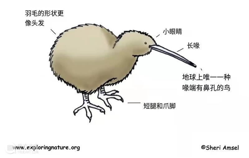 几维鸟：你说谁是行走的猕猴桃？ 猕猴桃 几维鸟 奇异鸟 奇异果 豆豆眼 短腿 身材 翅膀 尾巴 样子 崇真艺客