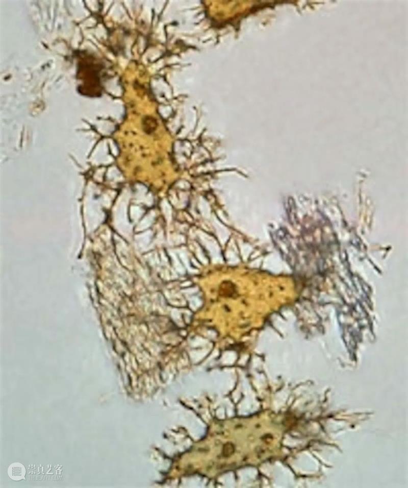 猛犸和恐龙的复活计划，到底靠不靠谱？ 恐龙 计划 猛犸 DNA BIOLOGY新 文章 轩然大波 中国 科学家 团队 崇真艺客