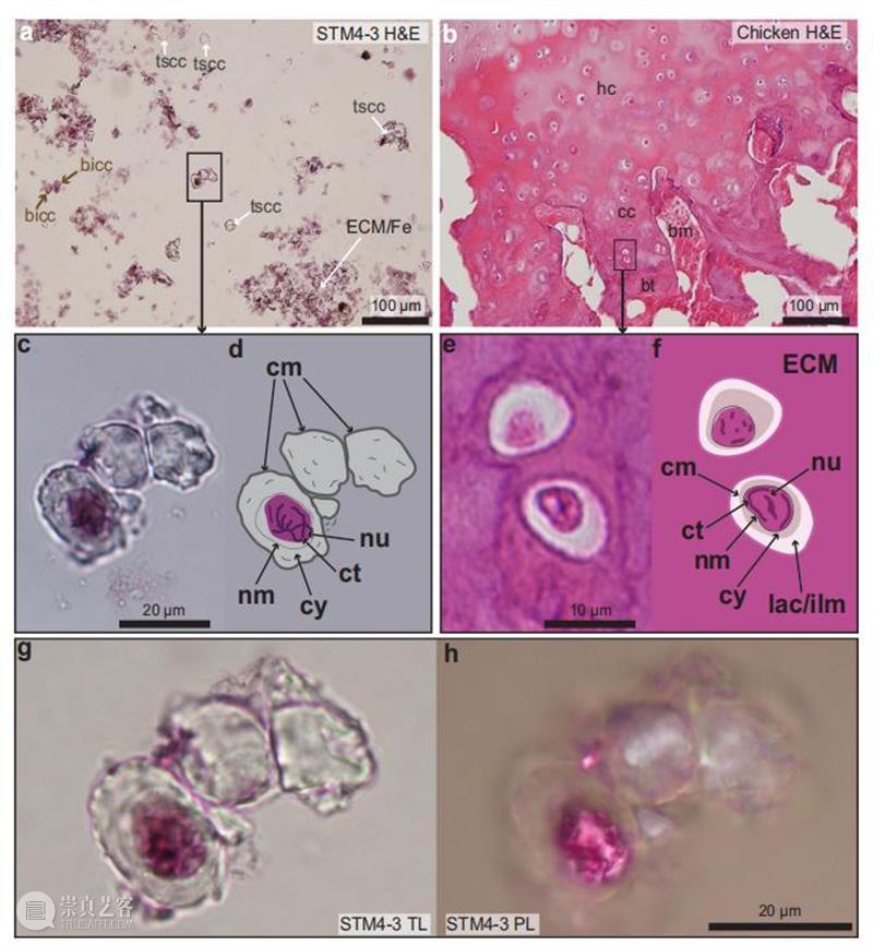 猛犸和恐龙的复活计划，到底靠不靠谱？ 恐龙 计划 猛犸 DNA BIOLOGY新 文章 轩然大波 中国 科学家 团队 崇真艺客