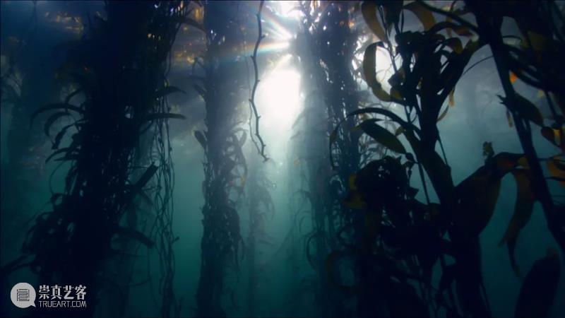 约翰·亚康法 (John Akomfrah): 化混乱为秩序的艺术家 | 纽约时报 纽约时报 约翰 艺术家 秩序 亚康 Murmurations York September October 作者 崇真艺客