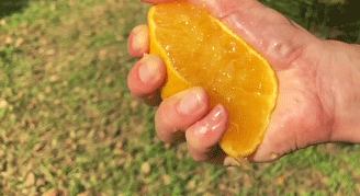这个“能喝的橙子”，吃上一口比喝冰镇可乐还要爽10倍！ 橙子 冰镇 可乐 多汁 激灵 果冻 爱媛38号 日本 新品种 皮薄 崇真艺客