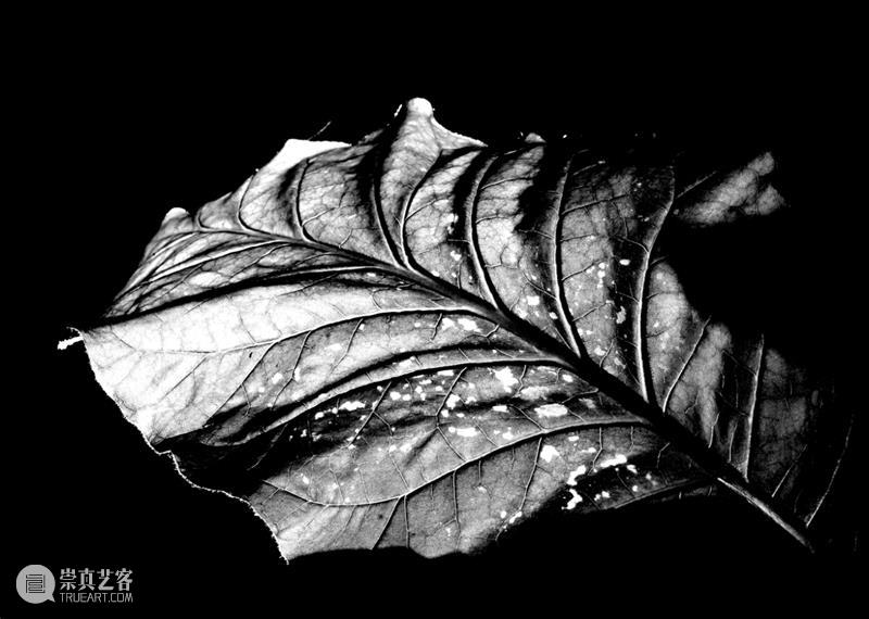 何伊宁策展｜PHOTOFAIRS 「洞见」单元呈现Elise Morin艺术项目 春季奥德赛 项目 奥德赛 单元 艺术 何伊宁 Morin PHOTOFAIRS 高台 艺术家 埃莉斯 崇真艺客