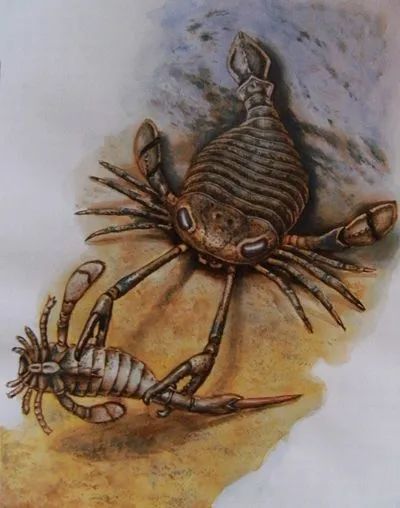 海洋头号杀手——消逝的远古巨蝎 海洋 杀手 远古 巨蝎 地质 历史 生命 环境 寒武纪生命大爆发 目的 崇真艺客