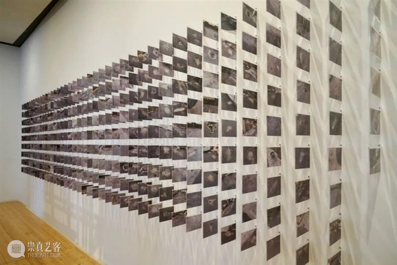 一个人在荒岛｜刘任/圈圈 一个人 荒岛 刘任 圈圈 生命 形式 艺术 系列展 主题 线索 崇真艺客