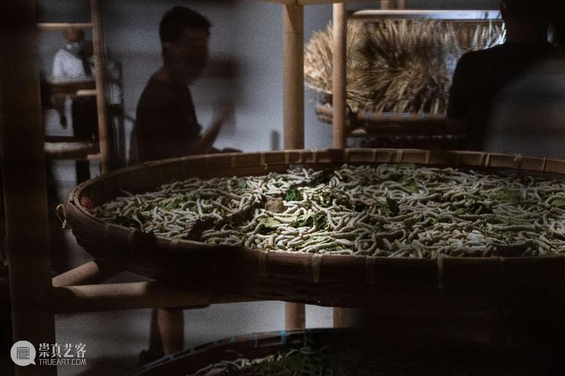 活动预告 | 《梁绍基：蚕我 我蚕》艺术家现场导览 梁绍基 现场 艺术家 活动 Shaoji Entanglement view 上海当代艺术博物馆 PSA 个展 崇真艺客