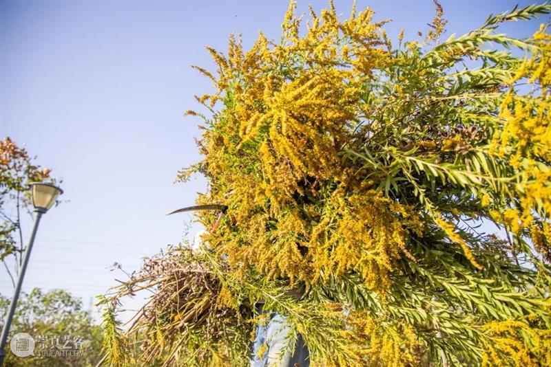 隐藏的危机，地表最恐怖的入侵物种是谁？ 物种 地表 危机 河南 恶魔之花# 话题 微博 人们 视野 黄花 崇真艺客