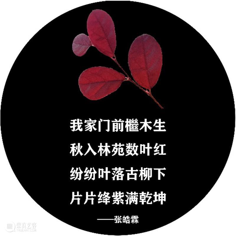 落叶与诗句一起“飘落”,四平路这条“诗歌单行道”登上热搜 诗歌 单行道 落叶 诗句 四平路 SUSAS 城市空间 艺术季 四平社区 艺术 崇真艺客