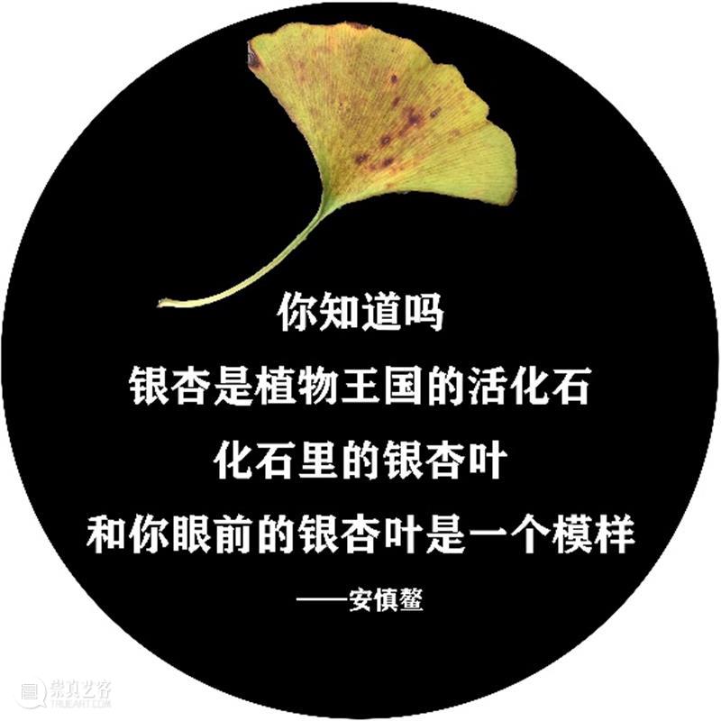 落叶与诗句一起“飘落”,四平路这条“诗歌单行道”登上热搜 诗歌 单行道 落叶 诗句 四平路 SUSAS 城市空间 艺术季 四平社区 艺术 崇真艺客