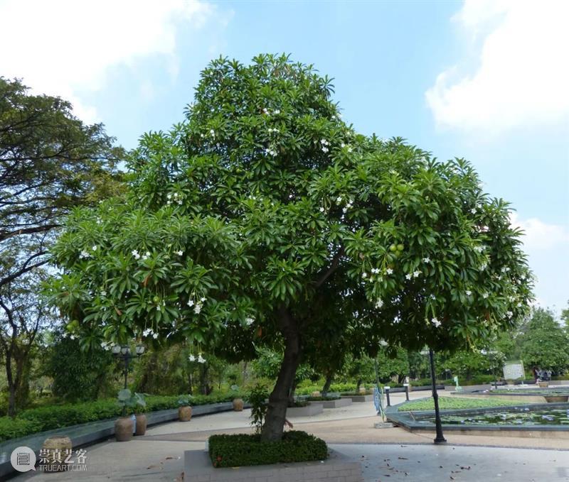 世界上最危险的树 世界上 利维坦 下面 wikipedia 花海 杧果 人畜 样子 印象 叶片 崇真艺客