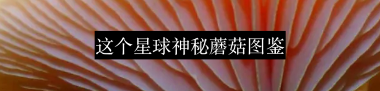 世界上最危险的树 世界上 利维坦 下面 wikipedia 花海 杧果 人畜 样子 印象 叶片 崇真艺客