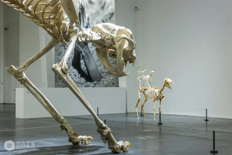 贝浩登艺术家|莫瑞吉奥·卡特兰首次中国个展,“最后的审判”于北京UCCA呈现! UCCA 艺术家 卡特兰 中国 个展 北京 贝浩登 |莫瑞吉奥 意大利 莫瑞吉奥 崇真艺客
