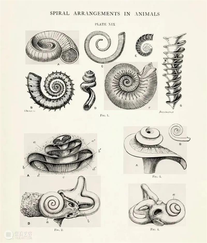 陈量|光、叶序与圣字:贺勋的“黄金螺旋” 贺勋 螺旋 黄金 叶序 陈量 现场 忒路斯 海伦 胸脯 阿尔诺河 崇真艺客