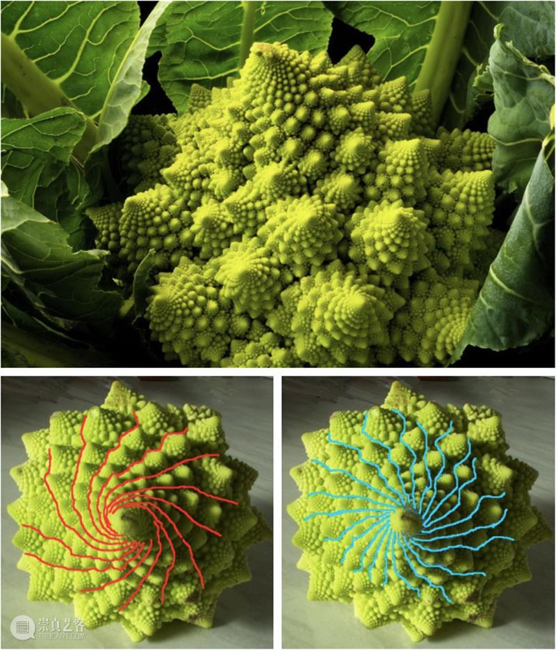 陈量|光、叶序与圣字:贺勋的“黄金螺旋” 贺勋 螺旋 黄金 叶序 陈量 现场 忒路斯 海伦 胸脯 阿尔诺河 崇真艺客