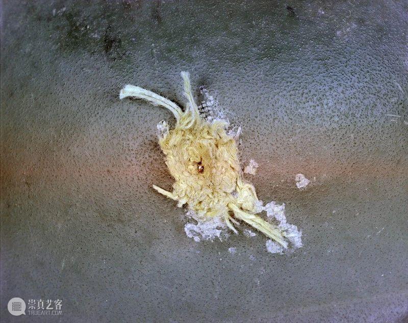 战斗文化背后的古怪科学与艺术 文化 背后 科学与艺术 利维坦 战争 如今 东西 当初 目的 计算机 崇真艺客