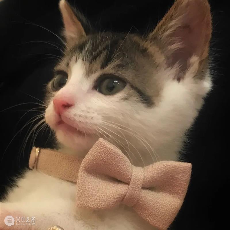 现已开票|上芭经典之作《白毛女》《天鹅湖》《吉赛尔》,2022年3月上演! 白毛女 天鹅湖 吉赛尔 |上芭经典之作 芭蕾之冠 经典 期间 上海国际舞蹈中心剧场联合主办上海芭蕾舞团三部 作品 早鸟 崇真艺客