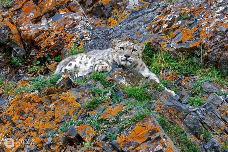 还没看吗？这可能是世界上第一张雪豹捕猎的近距离照片！ 照片 世界上 张雪豹 近距离 雪豹猎杀 中国 生物 影像 年赛 单元 崇真艺客