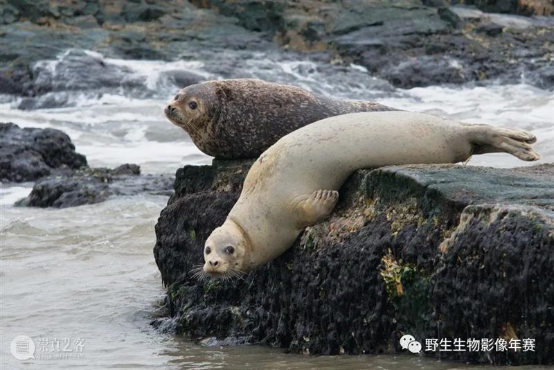 圆滚滚的胖豹，在水下会用脖子说话？  中国国家地理BOOK 水下 脖子 儿童 优秀奖 好奇的斑海豹 赵晗清 海豹 眼神 这个小孩 海里 崇真艺客