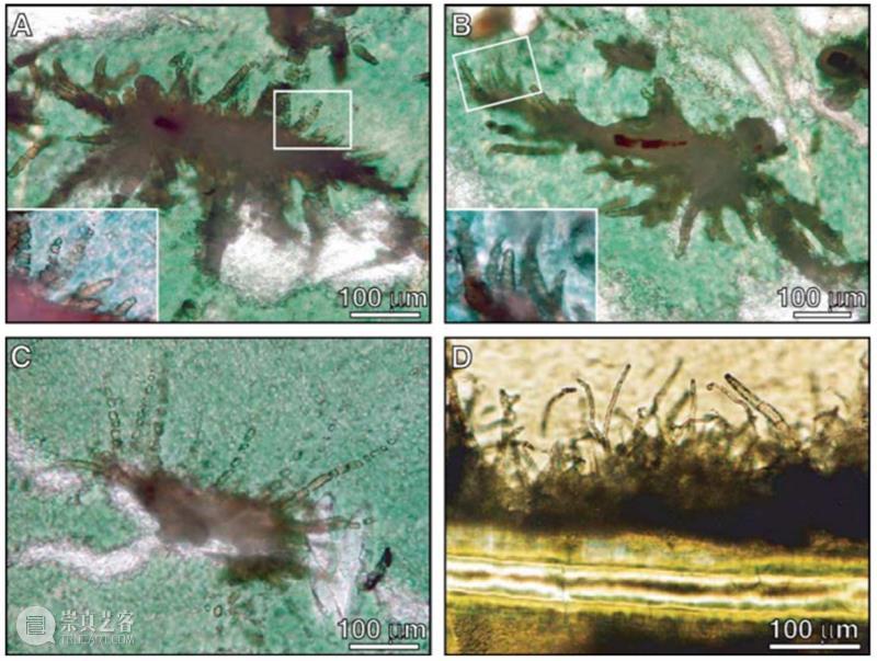 前寒武纪:地球最早的纪元,黎明前的漫漫长夜 地球 纪元 前寒武纪 黎明 漫漫长夜 史诗 古代 天圆地方 山海经 奇闻 崇真艺客