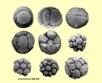 前寒武纪:地球最早的纪元,黎明前的漫漫长夜 地球 纪元 前寒武纪 黎明 漫漫长夜 史诗 古代 天圆地方 山海经 奇闻 崇真艺客