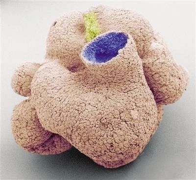 前寒武纪:地球最早的纪元,黎明前的漫漫长夜 地球 纪元 前寒武纪 黎明 漫漫长夜 史诗 古代 天圆地方 山海经 奇闻 崇真艺客