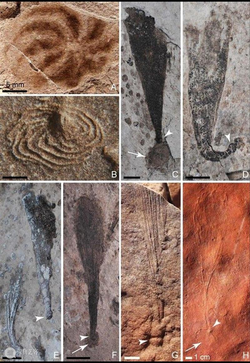 前寒武纪:地球最早的纪元,黎明前的漫漫长夜 地球 纪元 前寒武纪 黎明 漫漫长夜 史诗 古代 天圆地方 山海经 奇闻 崇真艺客