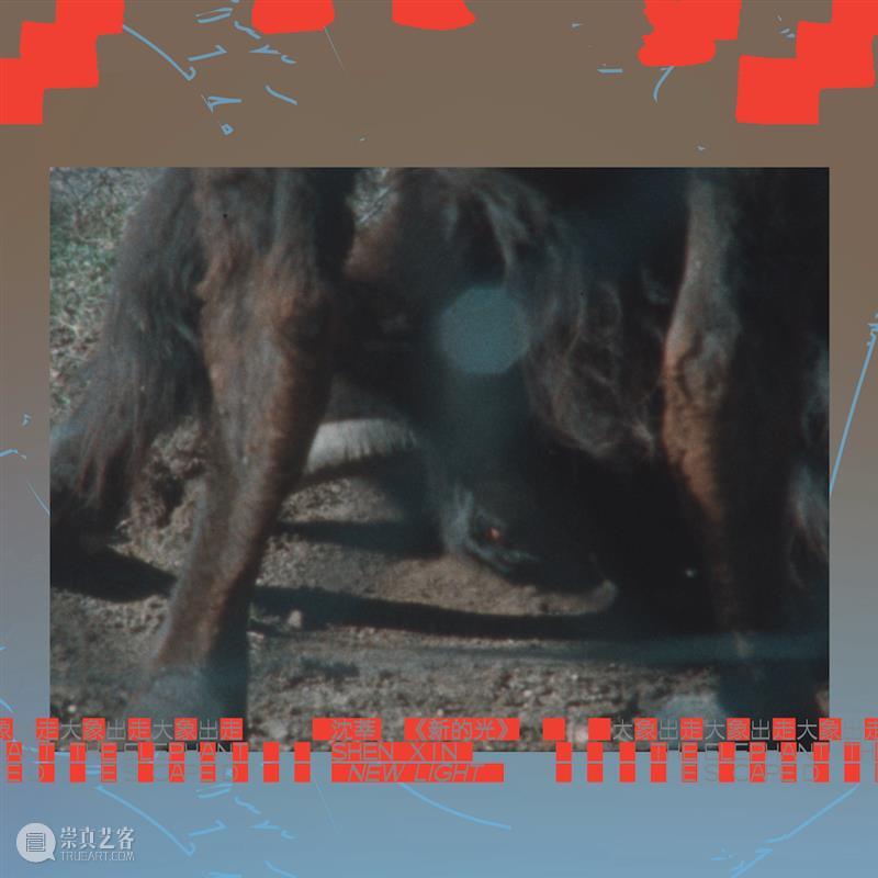 大象出走｜艺术家沈莘的口述：动物诗性 大象 艺术家 沈莘 动物 诗性 美凯龙艺术中心 开馆 时间 中国 方迪 崇真艺客