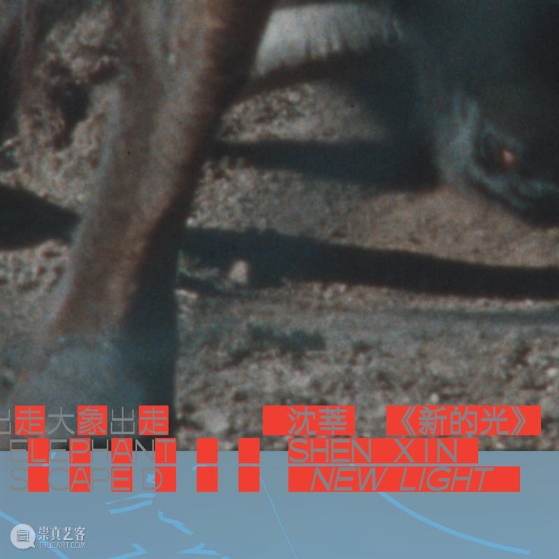 大象出走｜艺术家沈莘的口述：动物诗性 大象 艺术家 沈莘 动物 诗性 美凯龙艺术中心 开馆 时间 中国 方迪 崇真艺客