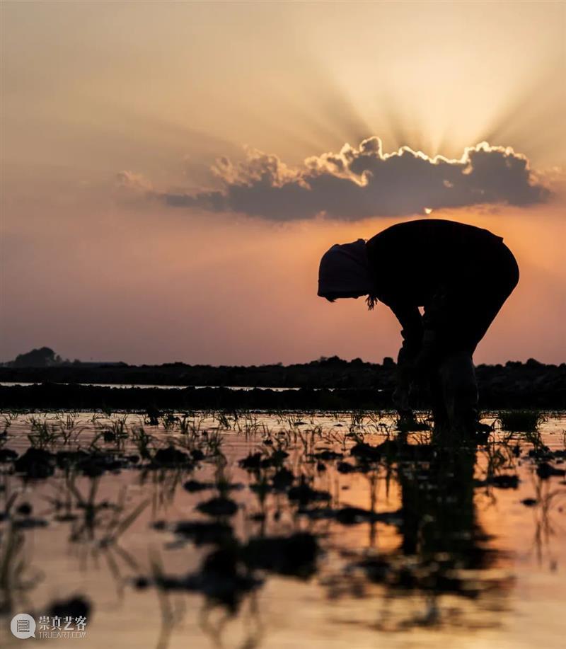 中国人血管里流淌着的都是“蔬菜汁” 中国 血管 蔬菜汁 血液 远古 蔬菜 荒漠 戈壁 雪域 高原 崇真艺客