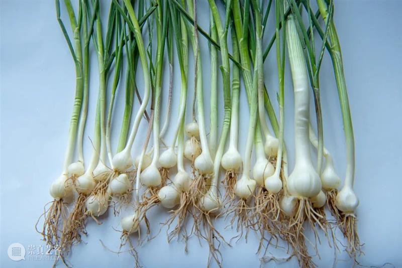 中国人血管里流淌着的都是“蔬菜汁” 中国 血管 蔬菜汁 血液 远古 蔬菜 荒漠 戈壁 雪域 高原 崇真艺客