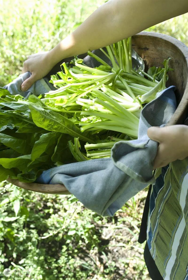 中国人血管里流淌着的都是“蔬菜汁” 中国 血管 蔬菜汁 血液 远古 蔬菜 荒漠 戈壁 雪域 高原 崇真艺客