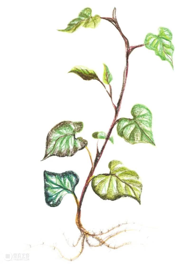 中国人血管里流淌着的都是“蔬菜汁” 中国 血管 蔬菜汁 血液 远古 蔬菜 荒漠 戈壁 雪域 高原 崇真艺客