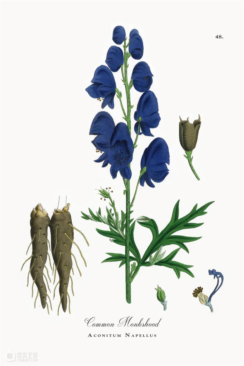 中国人血管里流淌着的都是“蔬菜汁” 中国 血管 蔬菜汁 血液 远古 蔬菜 荒漠 戈壁 雪域 高原 崇真艺客