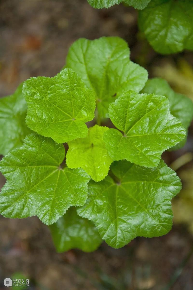 中国人血管里流淌着的都是“蔬菜汁” 中国 血管 蔬菜汁 血液 远古 蔬菜 荒漠 戈壁 雪域 高原 崇真艺客