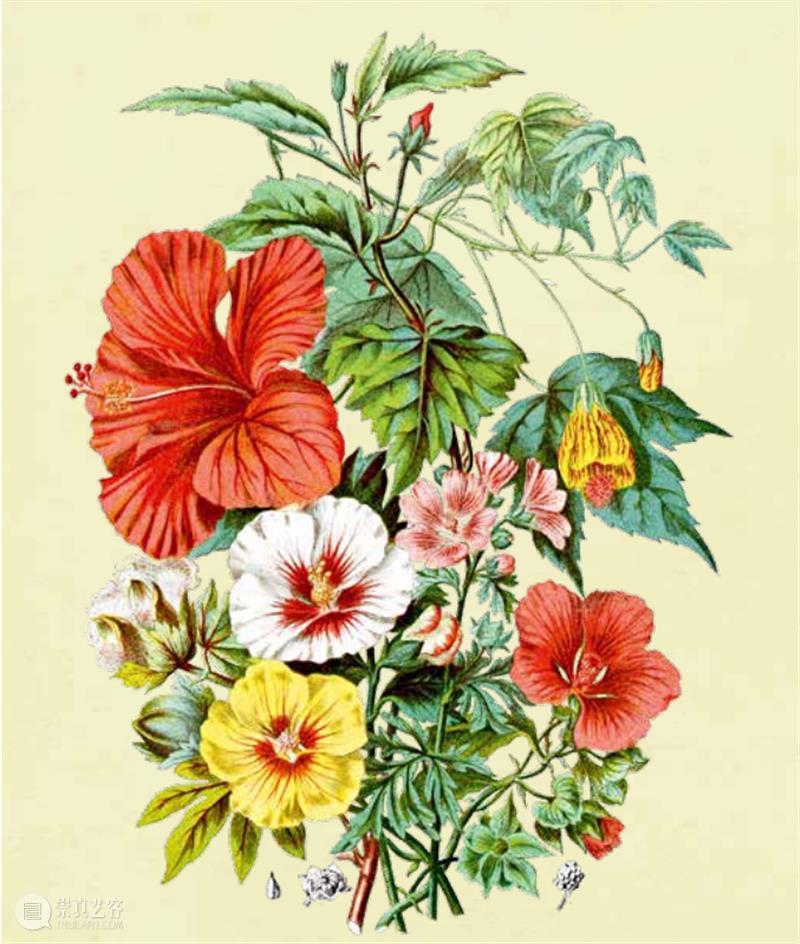 中国人血管里流淌着的都是“蔬菜汁” 中国 血管 蔬菜汁 血液 远古 蔬菜 荒漠 戈壁 雪域 高原 崇真艺客