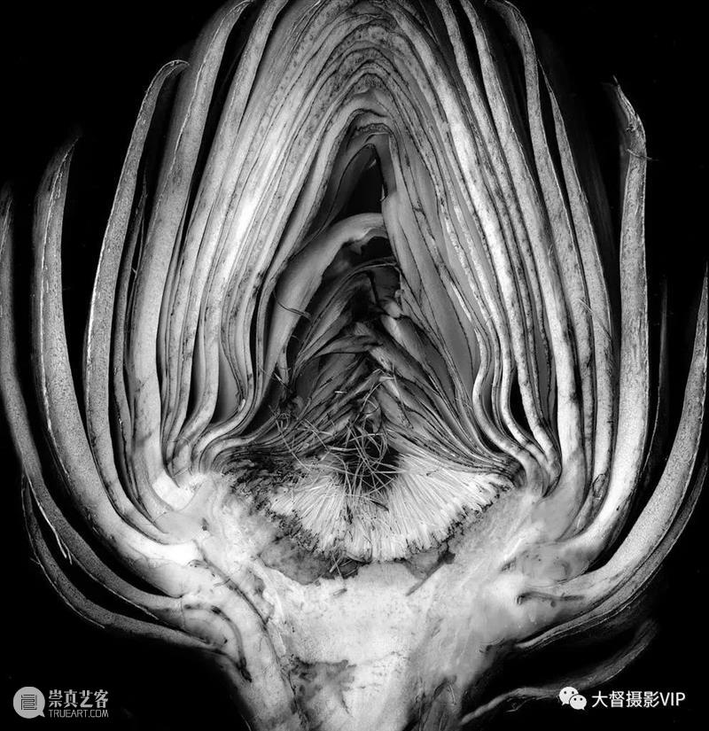 大画幅摄影大师：爱德华·韦斯顿传世摄影名作 爱德华·韦斯顿 大师 大画幅摄影 名作 相机 作品 摄影史 天才 人体 艺术家 崇真艺客