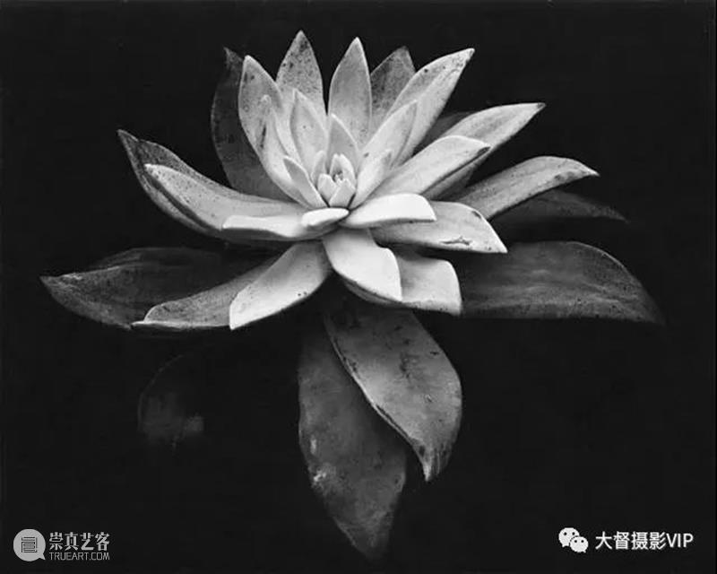 大画幅摄影大师：爱德华·韦斯顿传世摄影名作 爱德华·韦斯顿 大师 大画幅摄影 名作 相机 作品 摄影史 天才 人体 艺术家 崇真艺客