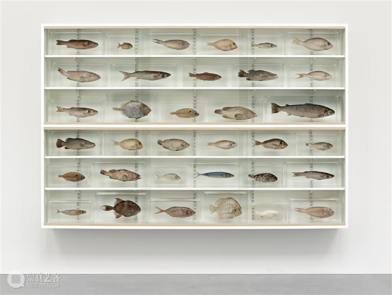高古轩伦敦推出Damien Hirst个展「自然历史」，首次集中呈现这一标志性系列 伦敦 自然 历史 Damien Hirst 标志性 个展 高古轩 系列 DACS 崇真艺客