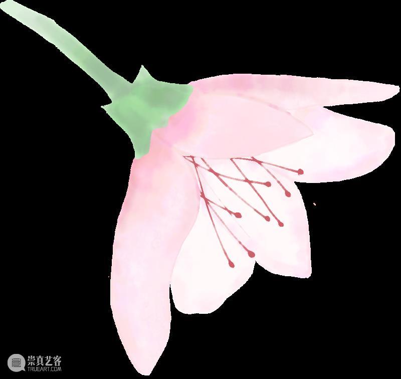 LONG樱花季 | 线上“云赏樱” 云赏樱 LONG 线上 阳光 龙美术馆 西岸 樱花 枝头 春雨 容颜 崇真艺客