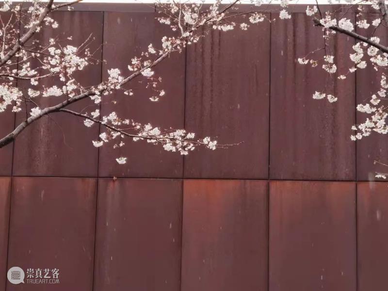 LONG樱花季 | 线上“云赏樱” 云赏樱 LONG 线上 阳光 龙美术馆 西岸 樱花 枝头 春雨 容颜 崇真艺客