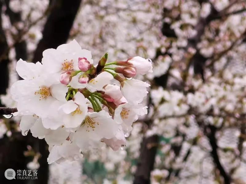 LONG樱花季 | 线上“云赏樱” 云赏樱 LONG 线上 阳光 龙美术馆 西岸 樱花 枝头 春雨 容颜 崇真艺客