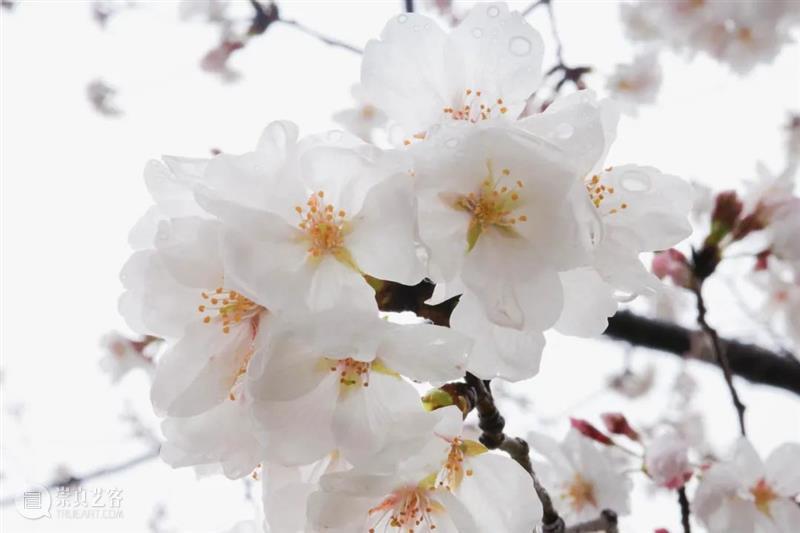 LONG樱花季 | 线上“云赏樱” 云赏樱 LONG 线上 阳光 龙美术馆 西岸 樱花 枝头 春雨 容颜 崇真艺客