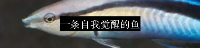 鸟语入门指南 鸟语 指南 利维坦 基因 非人 灵长类 动物生 人类 语言 信息 崇真艺客
