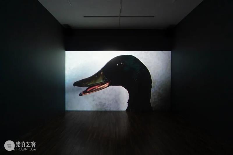 艺术家 | 许哲瑜影像作品集锦 艺术家 许哲瑜 作品 影像 集锦 许哲 Che 台北 台南艺术大学造形艺术研究所 法国 崇真艺客