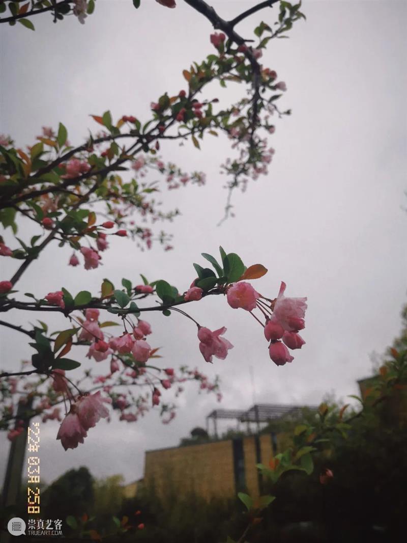 美博美术馆 | 闭馆闭不住春光 春光 美博美术馆 SPRINGCOMING 上海 门外 疫情 晴空 春意 初春 希望 崇真艺客