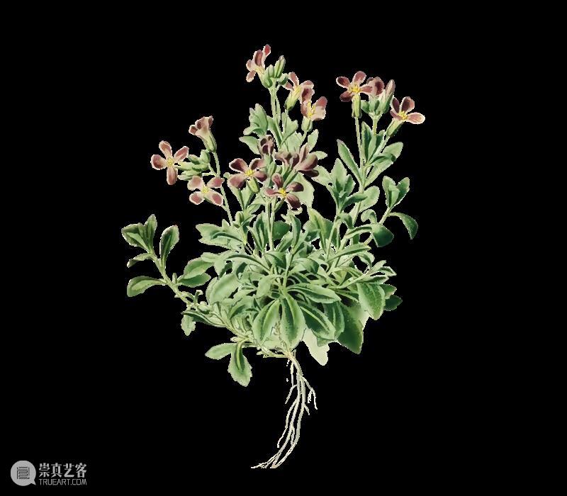 活动招募丨唤醒植物,拥抱自然 植物 活动 花园 处方 宁静 德里克 贾曼 疫情 战乱 事故 崇真艺客