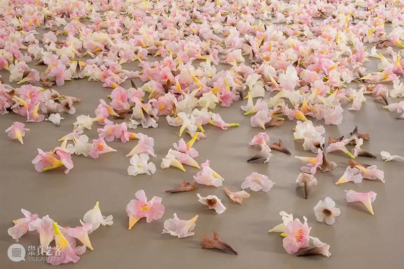 当前展览 | Allora & Calzadilla（阿洛拉和卡尔萨迪利亚）个展—— “Antille” Antille 阿洛拉 卡尔萨迪利亚 个展 当前 Allora Calzadilla view Paris Argyroglo.桑塔画廊 崇真艺客