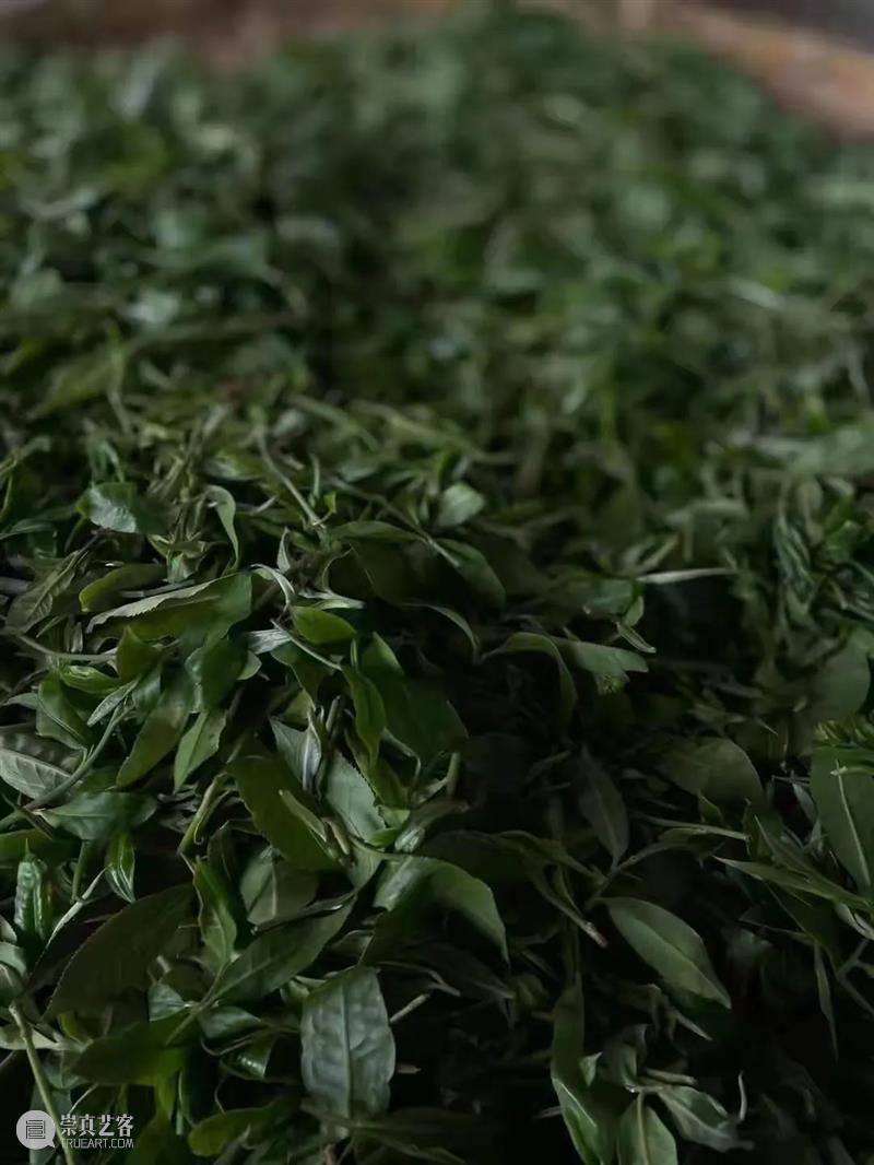 E-BIDDING 第37期丨自然馈赠之古树头春——茶山行小记 古树 茶山行 BIDDING 小记 彩云之南 线上 时间 原文 古语 行万里路 崇真艺客