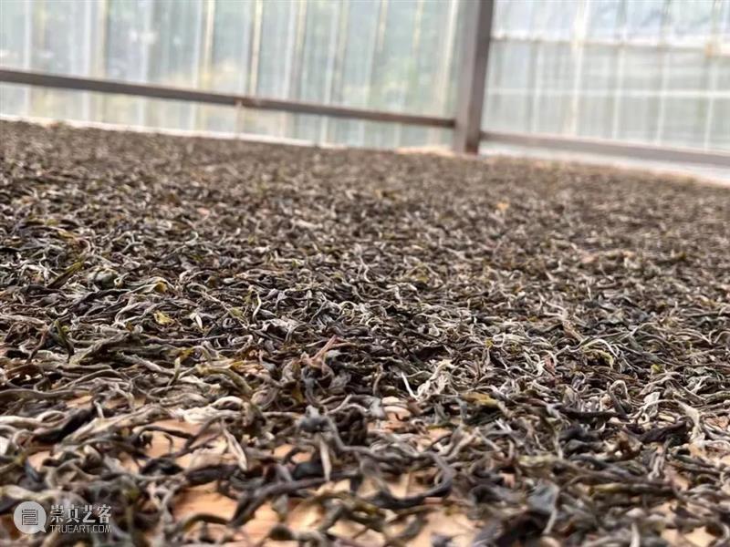 E-BIDDING 第37期丨自然馈赠之古树头春——茶山行小记 古树 茶山行 BIDDING 小记 彩云之南 线上 时间 原文 古语 行万里路 崇真艺客
